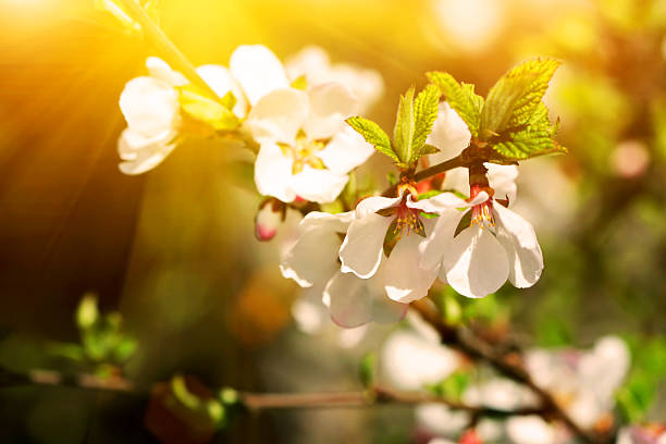 istock flowering branch of cherry at sunset 500236401