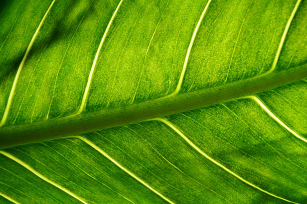 istock Close up texture of green leaf. 500236931