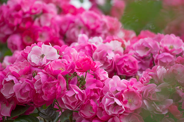 istock Roses in the garden 500237767