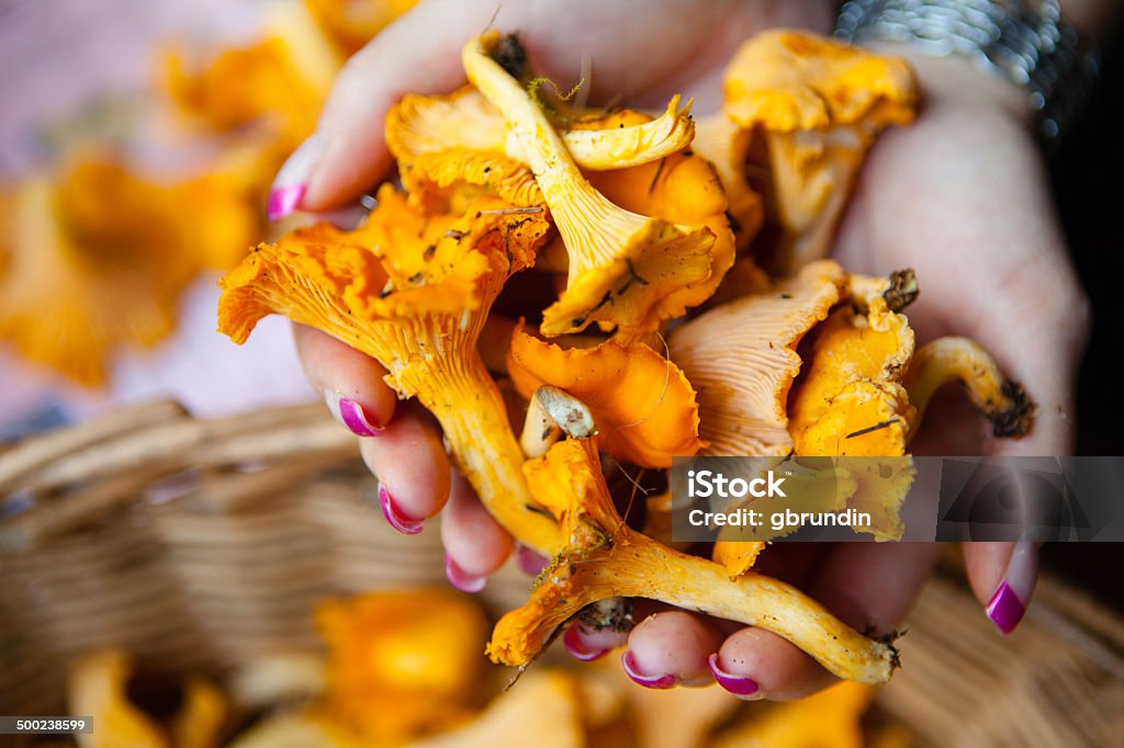 Hands holding chanterelles Close-up of hands holding chanterelles. Basket Stock Photo