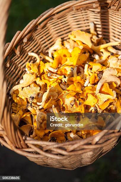 Chanterelles In Wicker Basket Stock Photo - Download Image Now - Basket, Chanterelle, Close-up