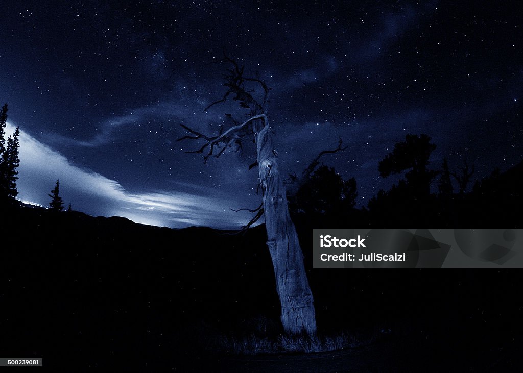Sosna oścista drzew pod Gwieździsta noc niebo - Zbiór zdjęć royalty-free (Sosna oścista)