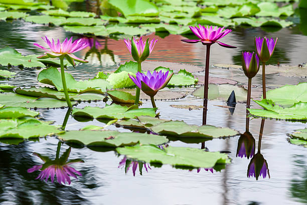 istock Beautiful pink  lotus water lily in pond 500239617