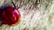 istock Ladybug crawling on a pine tree 500240731