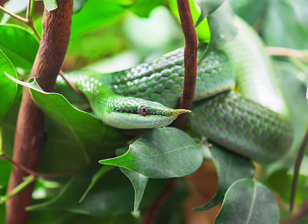 istock green Rhinoceros Ratsnake 500251308