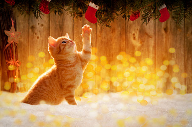 istock Small kitten sitting in the snow with Christmas deco 500251642