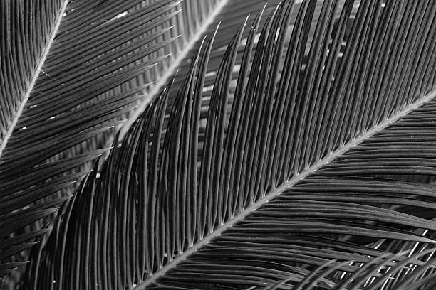 istock Abstract of Leaves 500252982
