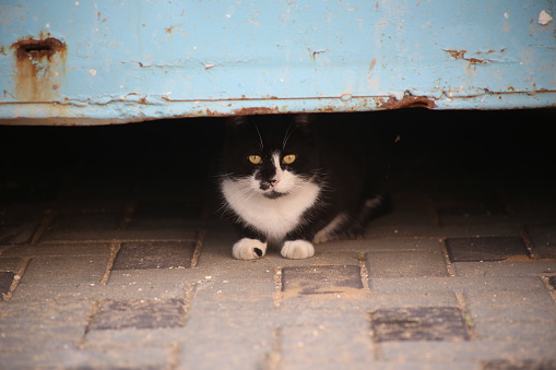 Cute furry feral cat hides under a blue container.