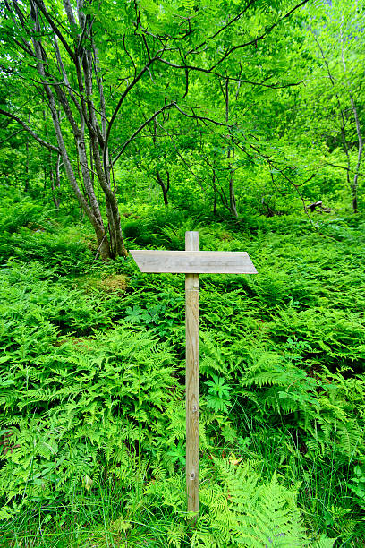 istock Wooden trail sign in Norway forest 500253814