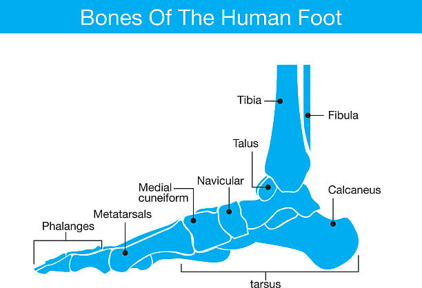 ilustraciones, imágenes clip art, dibujos animados e iconos de stock de hueso del pie humano - talus