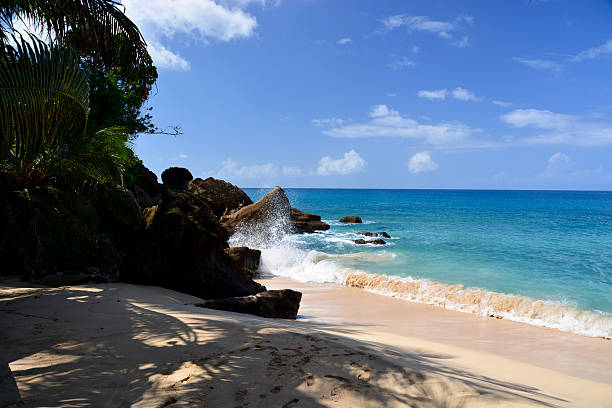istock Tropical caribbean beach island 500254980