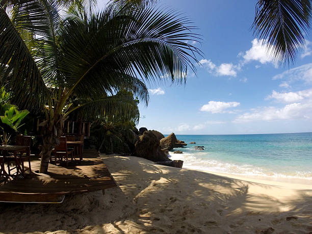 istock Tropical caribbean beach island 500255156