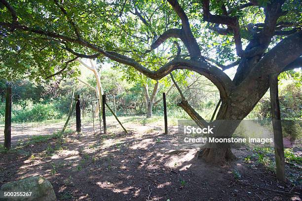 Ultimatum Drzewo W Kwazulunatal Rpa - zdjęcia stockowe i więcej obrazów Figowiec - Figowiec, Afryka, Afryka Południowa