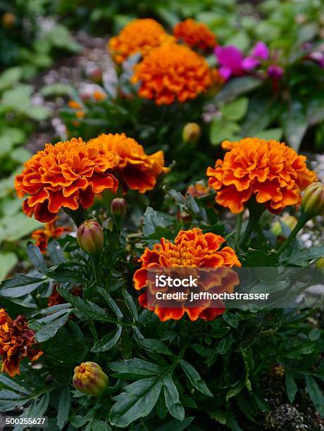 Orange Marigolds Stock Photo - Download Image Now - 12 O'Clock, Agricultural Field, Beauty In Nature