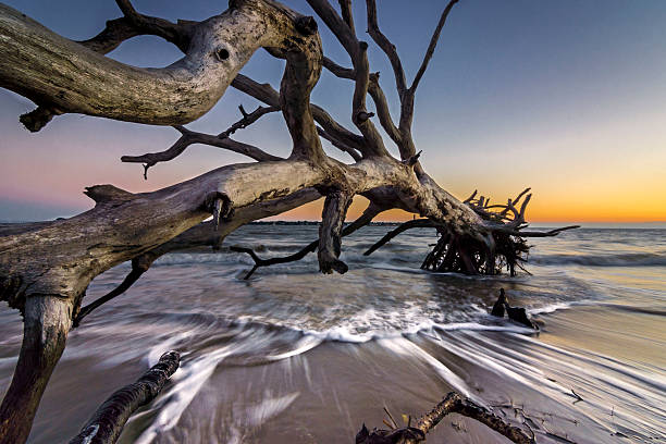 l'île de jekyll, 4 - driftwood wood water sunrise photos et images de collection