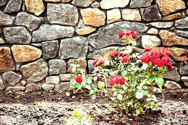 stone wall and roses