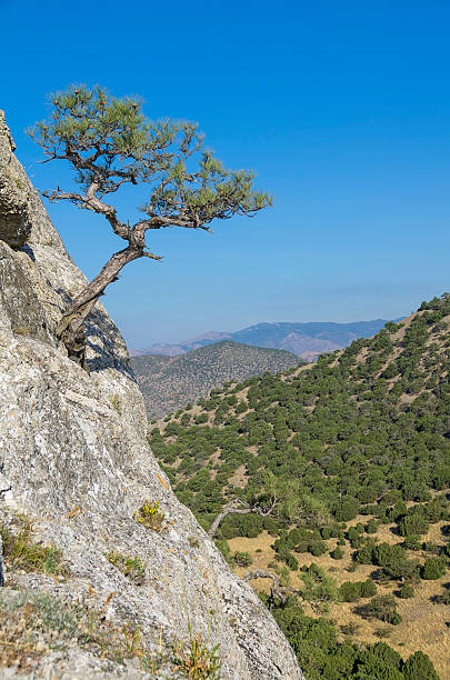 istock Relic pine against a cloudless sky. Crimea. 500257070