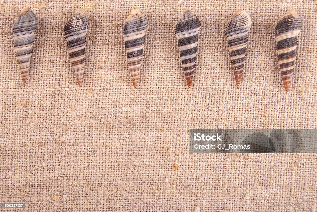 shells little seashells on rough textile Animal Markings Stock Photo