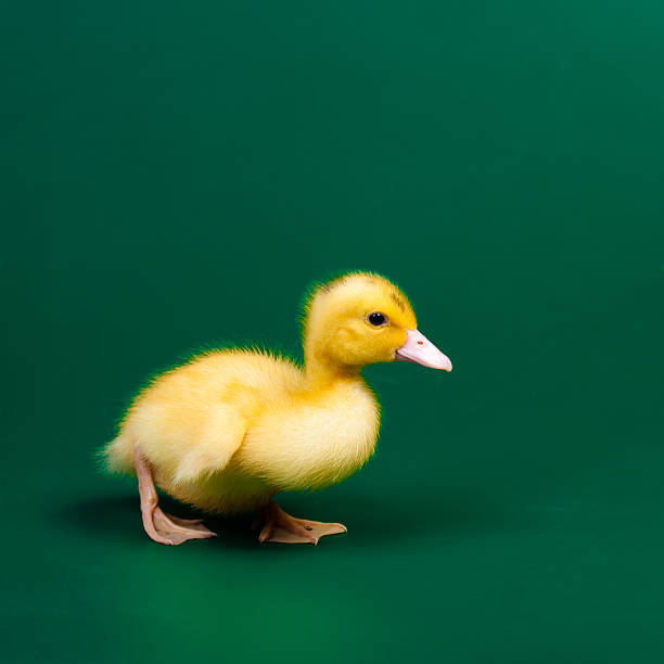 istock Little duck on green background 500257690