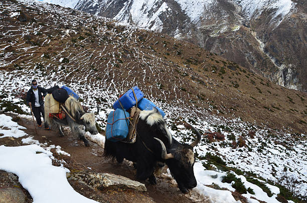 nepal escena: el teamster de yaks en himalayas - tony snow fotos fotografías e imágenes de stock