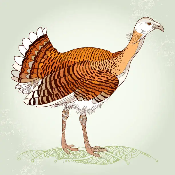 Vector illustration of Great Bustard or Otis tarda on the textured background