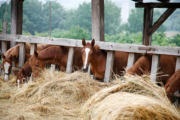 Thoroughbred horses in the paddock eating dry grass