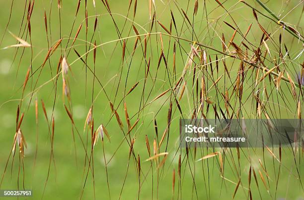 Background Wallpaper Image Of Ornamental Grass Seeds Blurred Garden Background Stock Photo - Download Image Now