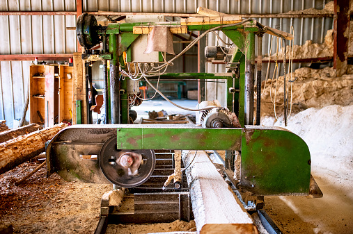 industrial wood production factory -  industrial big saw cutting trees