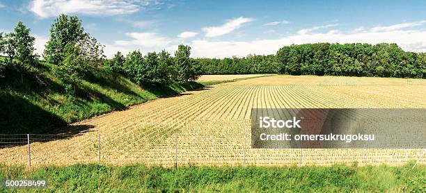 Terra Coltivata - Fotografie stock e altre immagini di Agricoltura - Agricoltura, Albero, Ambientazione esterna