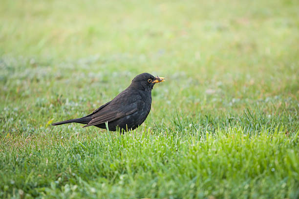 istock blackbird collecting food 500258591