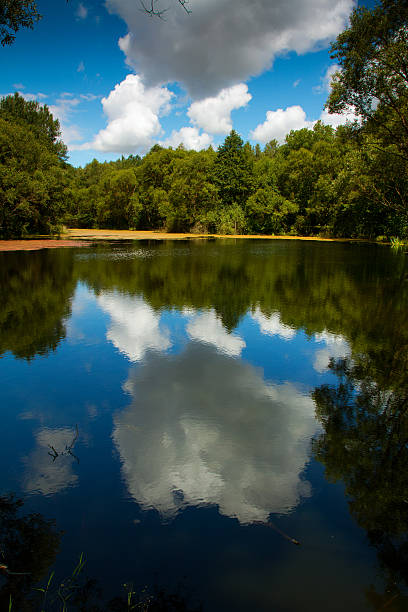 istock Lake of the Woods 500258871