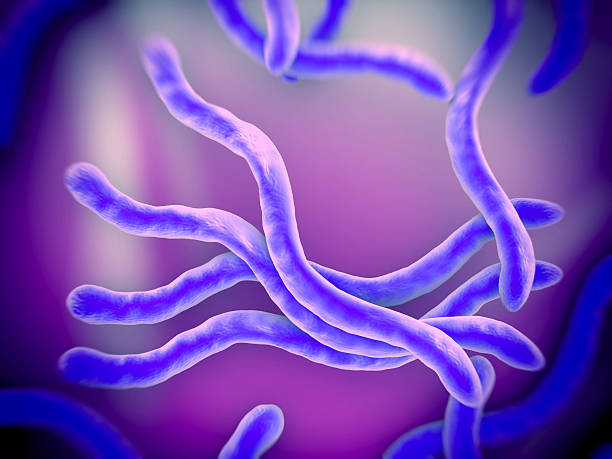 borrelia burgdorferi bacterias - sem fotografías e imágenes de stock