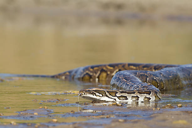 Asian Python 220+ Yellow Burmese Python Stock Photos, Pictures & Royalty-Free Images ...