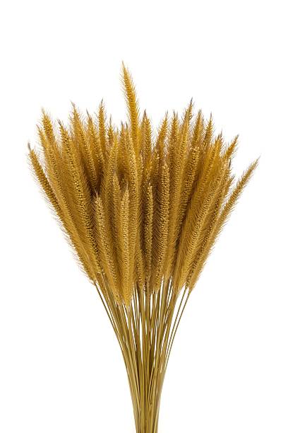 istock dried bayley rice on white background 500259961