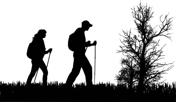 Vector silhouette of people. Vector silhouette of people with nordic walking in nature. northern european stock illustrations