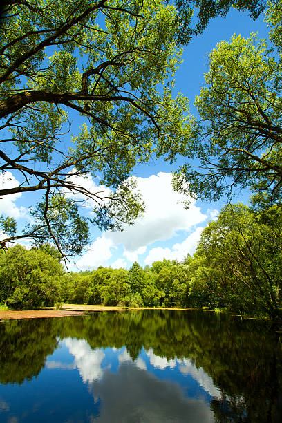 istock Lake of the Woods 500260829