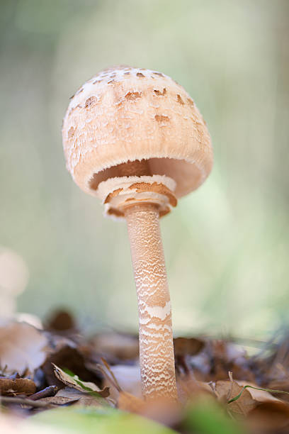 istock Landscape with mushrooms 500261758