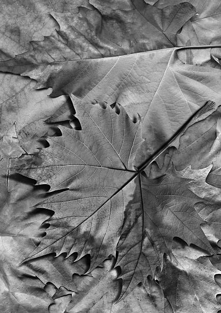 istock Dry Gray Maple Leaf Isolated on Autumn Foliage Backdrop 500262028