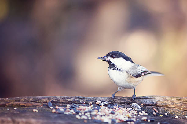 Chickadee Eating Sunflower Seeds Chickadee Eating Sunflower Seeds bird seed stock pictures, royalty-free photos & images