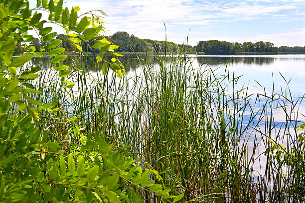 frühling tag am wunderschönen lake - naturpark stock-fotos und bilder