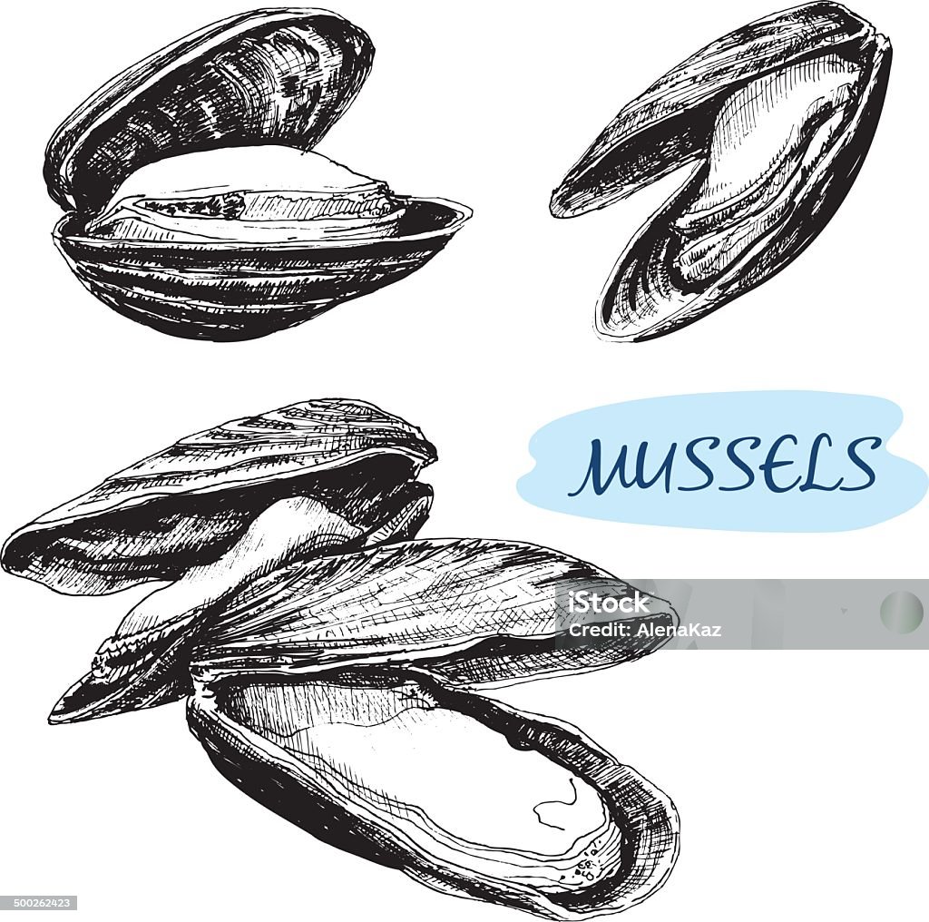 Mussels Mussels. Set of hand drawn graphic illustrations. Animal Shell stock vector