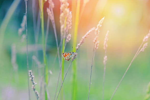 istock Vintage butterfly and  flower in spring 500263774