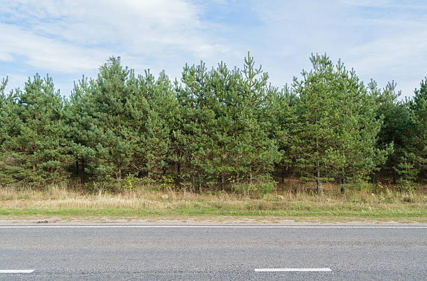 istock Green pine forest along an asphalt road (highway) 500264958