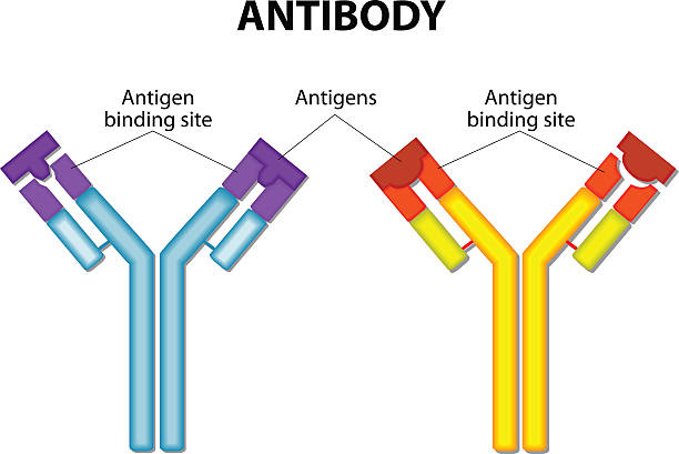 Antibody and Antigen Antibody molecule and Antigen. vector diagram antigen stock illustrations