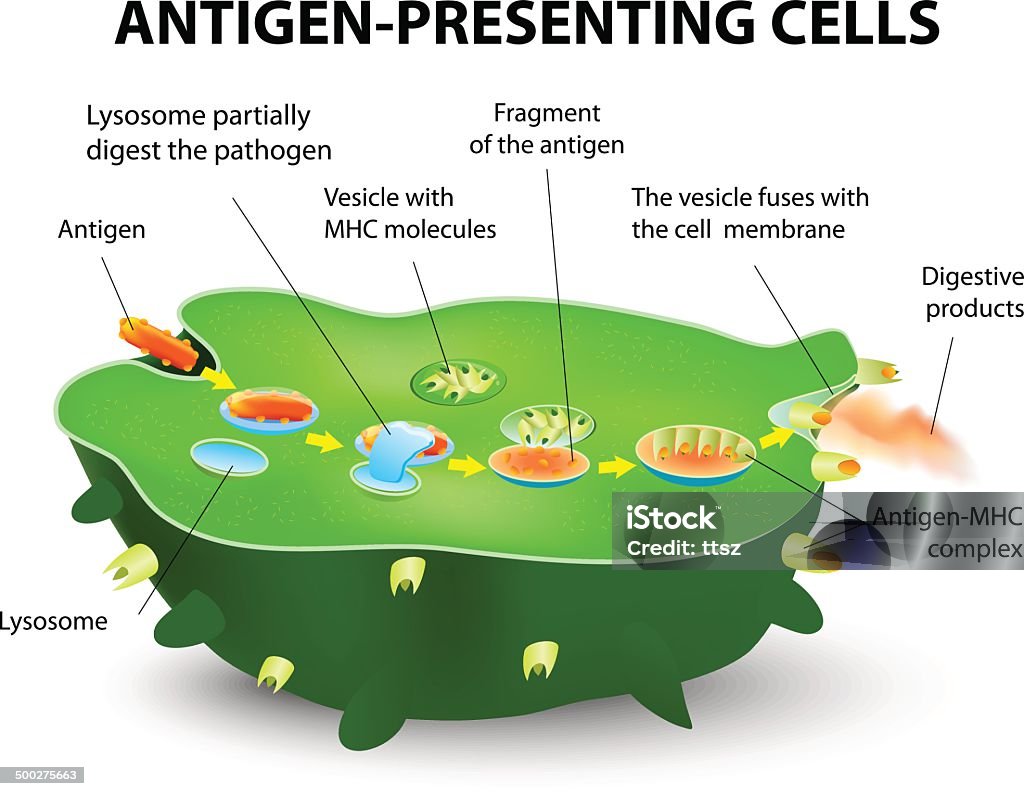 Antígeno-apresentação cell - Vetor de Célula royalty-free