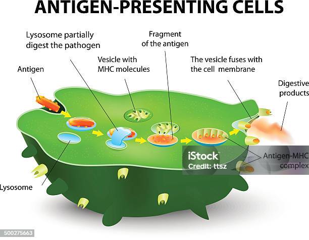 Vetores de Antígenoapresentação Cell e mais imagens de Célula - Célula, Antígeno, Mostrar