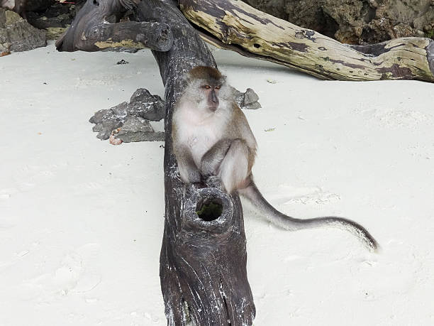 One Monkey Relaxing on the Beach in Thailand