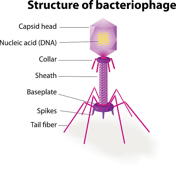 ilustraciones, imágenes clip art, dibujos animados e iconos de stock de estructura del virus bacteriófago - bacteriófago