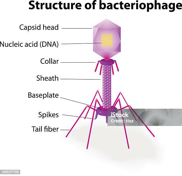 Ilustración de Estructura Del Virus Bacteriófago y más Vectores Libres de Derechos de Bacteriófago - Bacteriófago, Virus, Ilustración