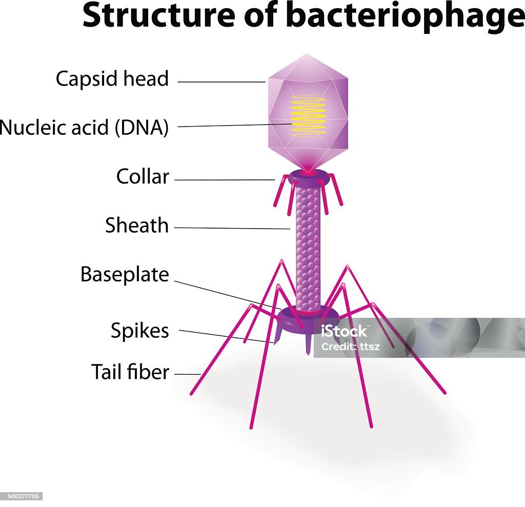 Struktura wirusa Bacteriophage - Grafika wektorowa royalty-free (Bakteriofag)